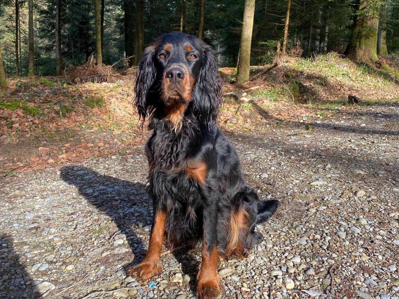 Gordon Setter